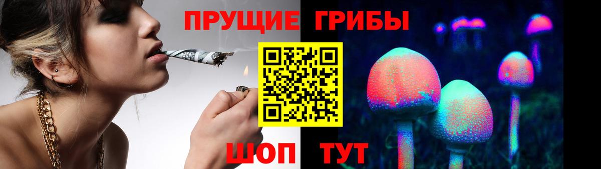 Псилоцибиновые грибы Psilocybe Гатчина
